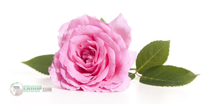 Damask rose supplier in Iran