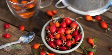 dog rose wholesale price