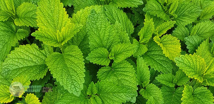 dried Mint supplier in Iran