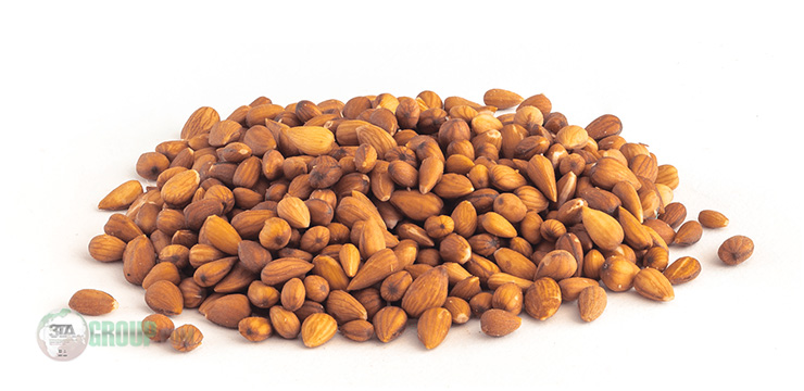 wild almond wholesale price